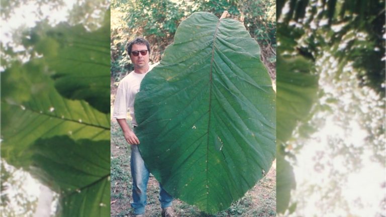 Como Plastificar Una Hoja De Arbol
