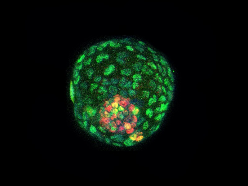 En la foto se muestran estructuras similares a los blastocistos (blastoides) de células de ratón cultivadas