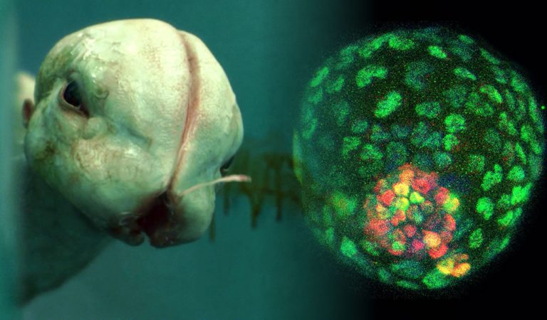 Crean un embrión sintético sin usar espermatozoides ni óvulos ¿una nueva forma de vida que sustituirá al humano? Crean un embrión sintético sin usar espermatozoides ni óvulos ¿una nueva forma de vida que sustituirá al humano?