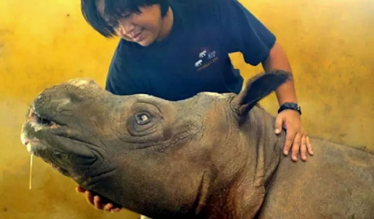 El último Rinoceronte de Sumatra en Malasia ha muerto y es declarado oficialmente extinto en dicho país El último Rinoceronte de Sumatra en Malasia ha muerto y es declarado oficialmente extinto en dicho país