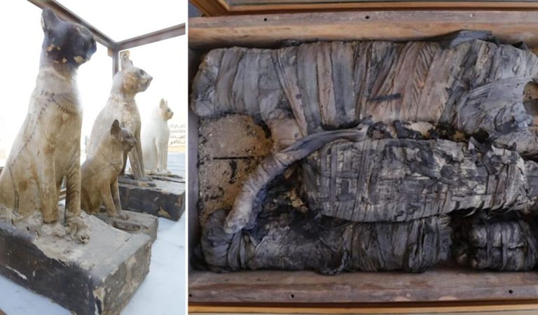 Hallan momias de leones, grandes felinos y gatos juntas por primera vez en Egipto Hallan momias de leones, grandes felinos y gatos juntas por primera vez en Egipto