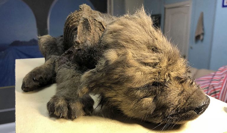 Hallan un cachorro de 18.000 años perfectamente conservado en el permafrost de Siberia Hallan un cachorro de 18.000 años perfectamente conservado en el permafrost de Siberia