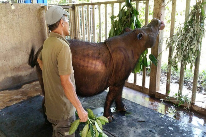 El último Rinoceronte de Sumatra en Malasia ha muerto y es declarado oficialmente extinto en dicho país