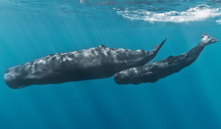 Las ballenas son la solución de la naturaleza al cambio climático, afirma informe Las ballenas son la solución de la naturaleza al cambio climático, afirma informe