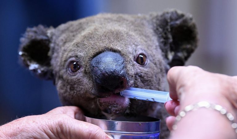 Extinción de los Koalas es inevitable, mientras los incendios forestales acaban con su hábitat Extinción de los Koalas es inevitable, mientras los incendios forestales acaban con su hábitat