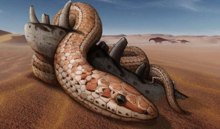 Descubren una serpiente de hace 100 millones de años con extremidades posteriores Descubren una serpiente de hace 100 millones de años con extremidades posteriores