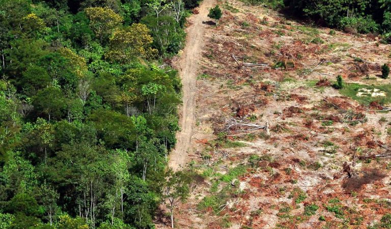 La Amazonía ha alcanzado un punto de inflexión y ha comenzado a autodestruise La Amazonía ha alcanzado un punto de inflexión y ha comenzado a autodestruise