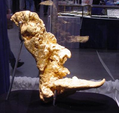 La pepita de oro más grande jamás hallada en Alaska