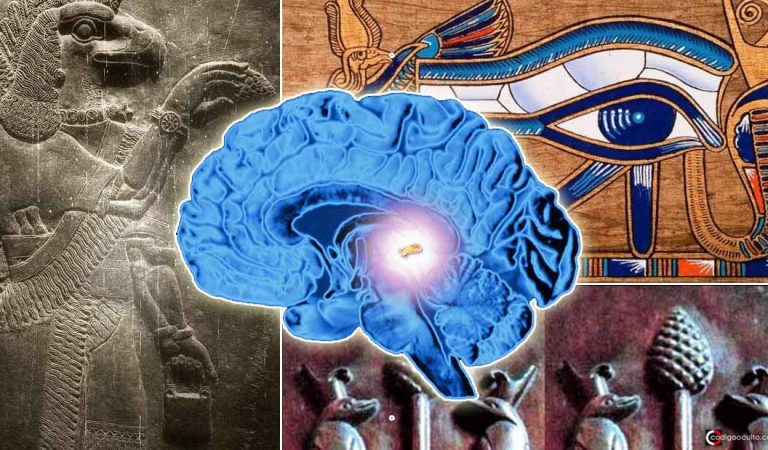 La Glándula Pineal y el cono de pino: ¿parte de una sabiduría alienígena? La Glándula Pineal y el cono de pino: ¿parte de una sabiduría alienígena?