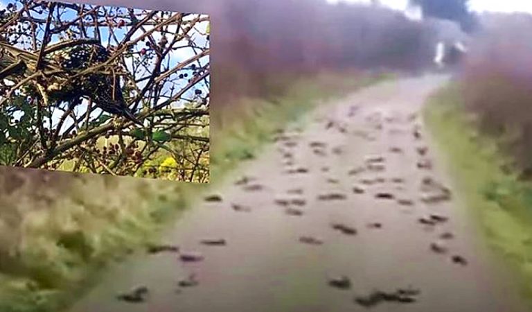 Cientos de aves caen del cielo cerca de una instalación 5G Cientos de aves caen del cielo cerca de una instalación 5G