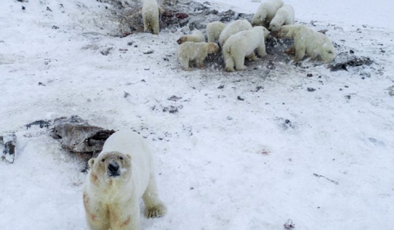 Más de 50 osos polares se refugian fuera de una aldea en Rusia debido al deshielo Más de 50 osos polares se refugian fuera de una aldea en Rusia debido al deshielo