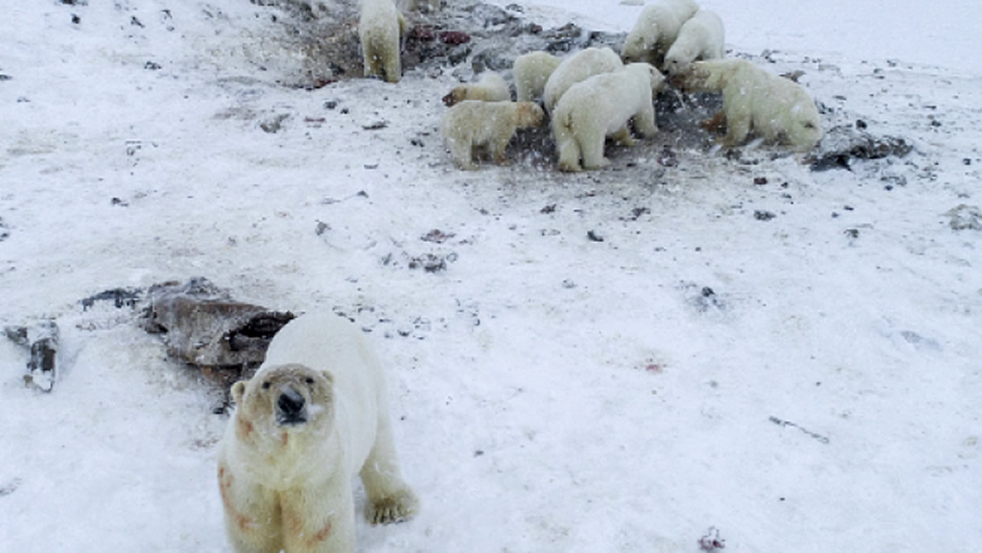 Más de 50 osos polares se refugian fuera de una aldea en Rusia debido al deshielo