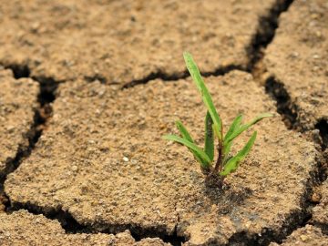 Las plantas emiten sonidos ultrasónicos cuando están a punto de morir, afirma investigación