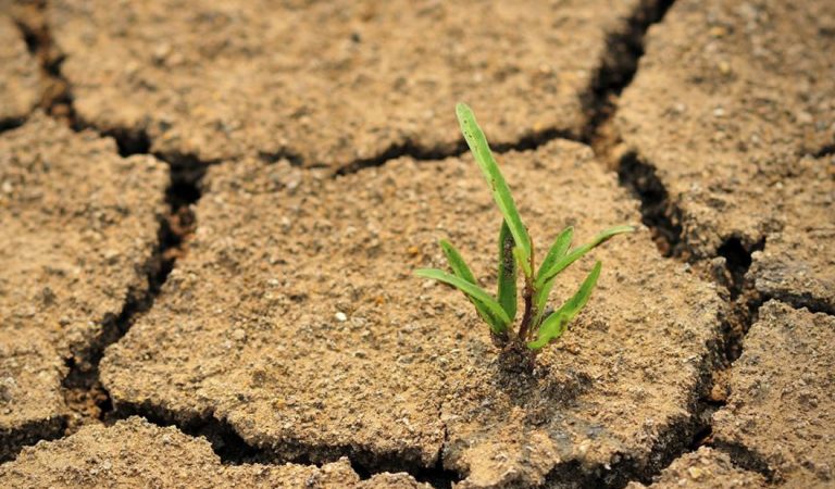 Las plantas emiten sonidos ultrasónicos cuando están a punto de morir, afirma investigación Las plantas emiten sonidos ultrasónicos cuando están a punto de morir, afirma investigación