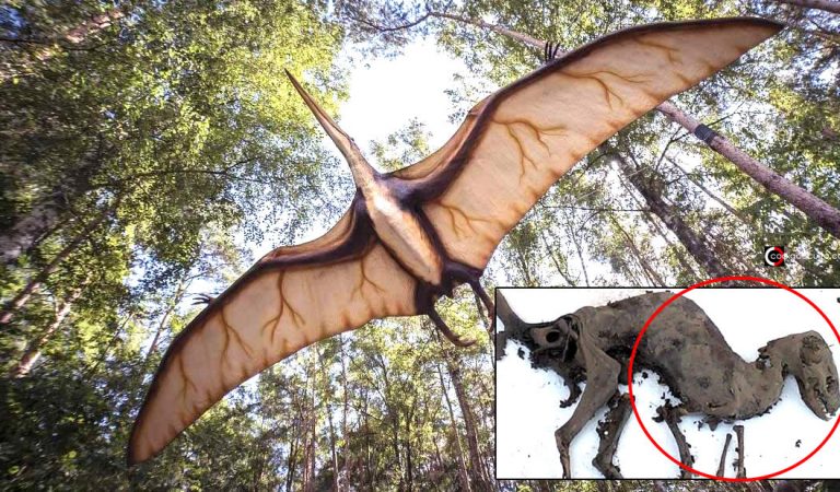 ¿Dinosaurios en nuestra época? Leyendas y avistamientos en todo el mundo ¿Dinosaurios en nuestra época? Leyendas y avistamientos en todo el mundo