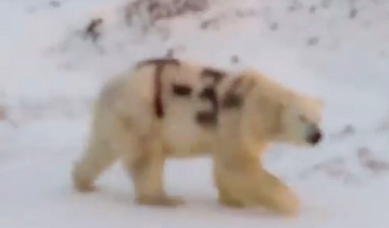 Alguien ha pintado con aerosol negro a un oso polar salvaje Alguien ha pintado con aerosol negro a un oso polar salvaje