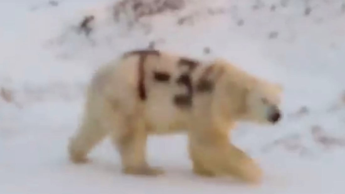 Alguien ha pintado con aerosol negro a un oso polar salvaje