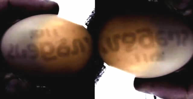 Huevos con extraños «símbolos» es encontrado en Brasil