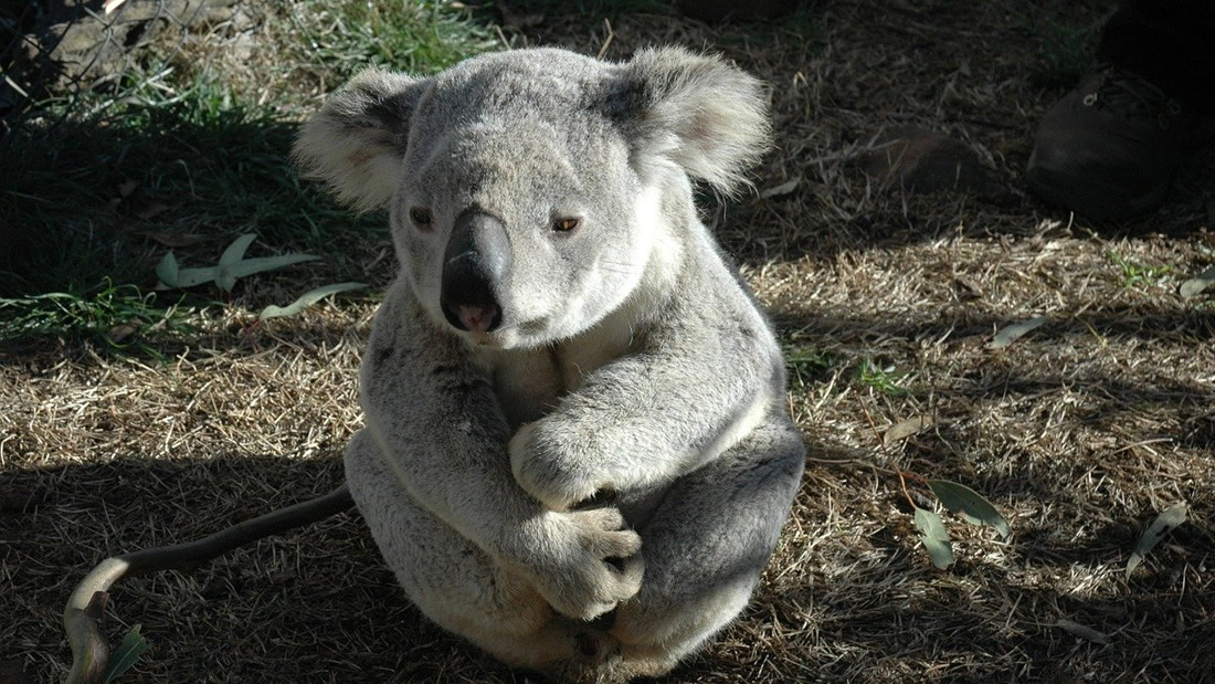 Australia: 50 por ciento de koalas murieron en incendios