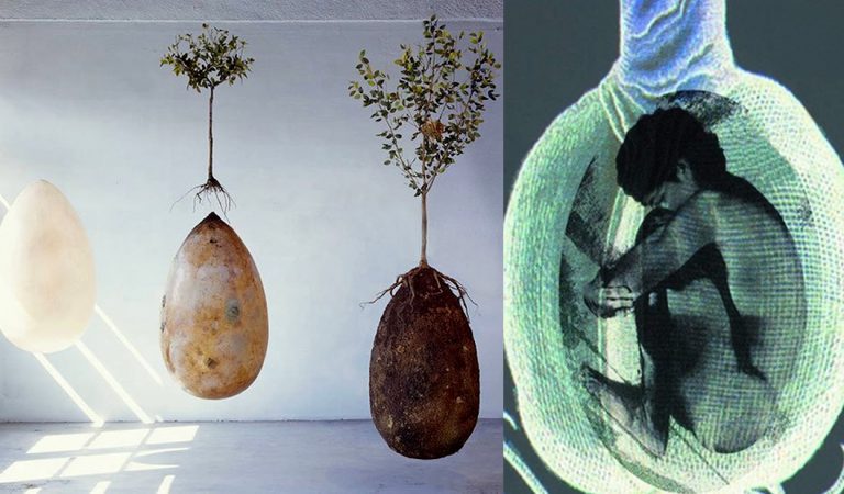 Adiós a los ataúdes: entierro ecológico que brinda vida a un nuevo árbol Adiós a los ataúdes: entierro ecológico que brinda vida a un nuevo árbol