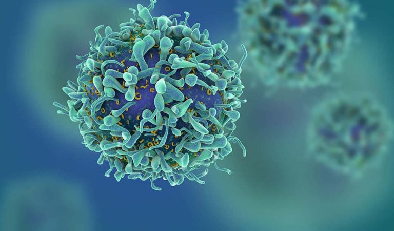 Descubren células T que matan varios tipos de cáncer en laboratorio Descubren células T que matan varios tipos de cáncer en laboratorio