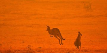 Más de mil millones de animales muertos en Australia por incendios forestales