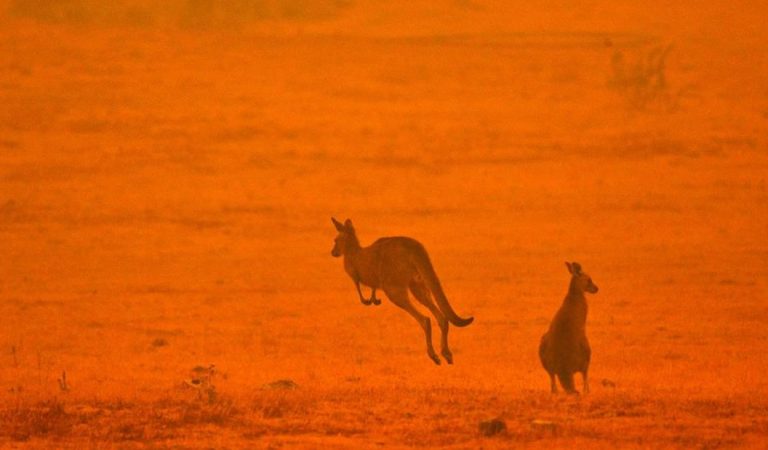 Más de mil millones de animales muertos en Australia por incendios forestales Más de mil millones de animales muertos en Australia por incendios forestales