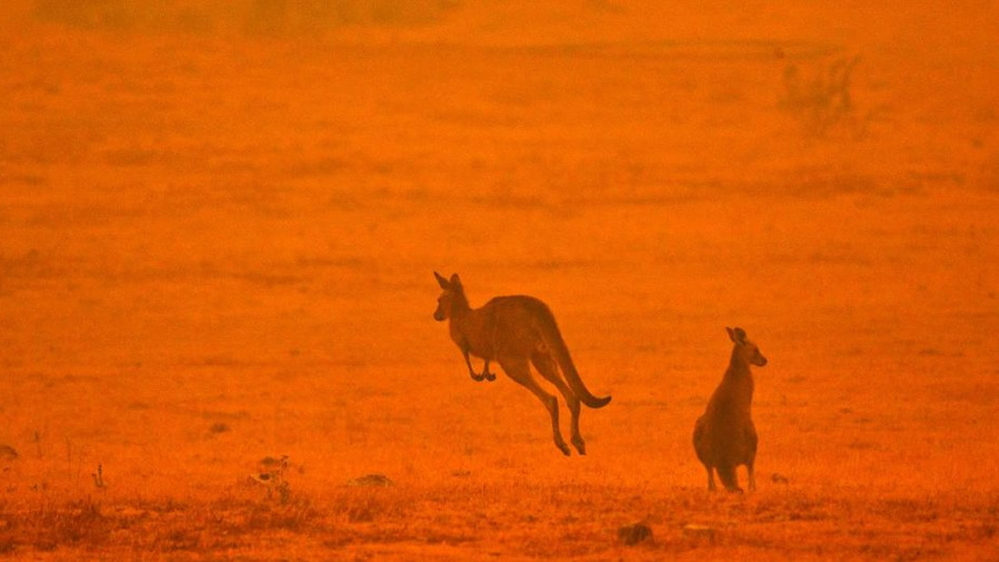 Más de mil millones de animales muertos en Australia por incendios forestales