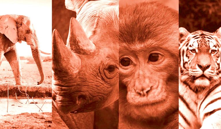 Científicos lanzan plan desesperado para evitar la sexta extinción masiva en la Tierra Científicos lanzan plan desesperado para evitar la sexta extinción masiva en la Tierra