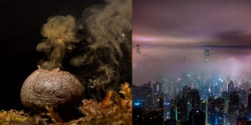 Somos «bombardeados» por nanopartículas de esporas de hongos desde la atmósfera