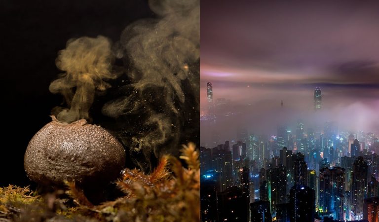 Somos «bombardeados» por nanopartículas de esporas de hongos desde la atmósfera Somos «bombardeados» por nanopartículas de esporas de hongos desde la atmósfera