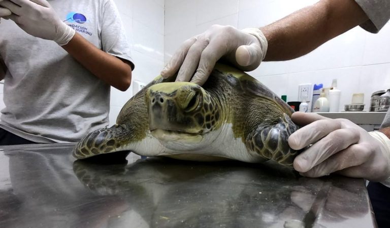 Tortuga marina rescatada estaba llena de basura humana Tortuga marina rescatada estaba llena de basura humana
