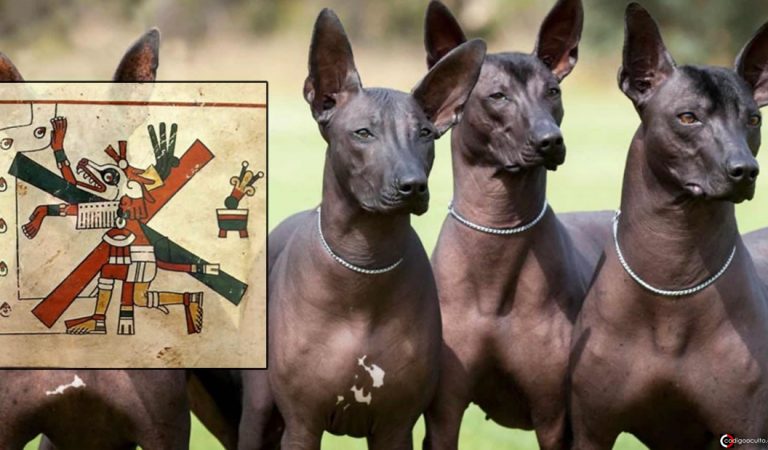 Perro Xoloitzcuintle de México: orígenes, historia y leyendas aztecas Perro Xoloitzcuintle de México: orígenes, historia y leyendas aztecas