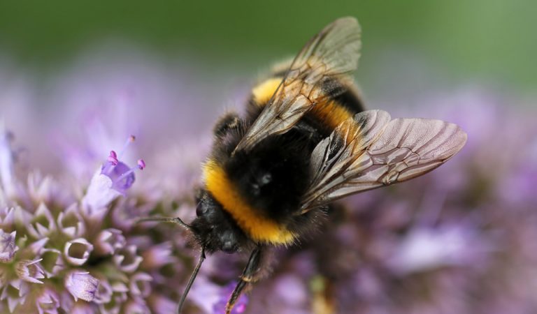 Abejorros enfrentan una extinción masiva en medio del caos climático Abejorros enfrentan una extinción masiva en medio del caos climático