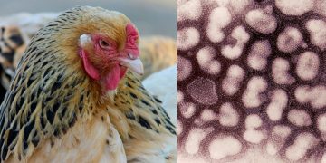 Brote de Gripe Aviar aparece en China en medio de la lucha contra el coronavirus