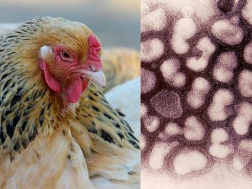 Brote de Gripe Aviar aparece en China en medio de la lucha contra el coronavirus