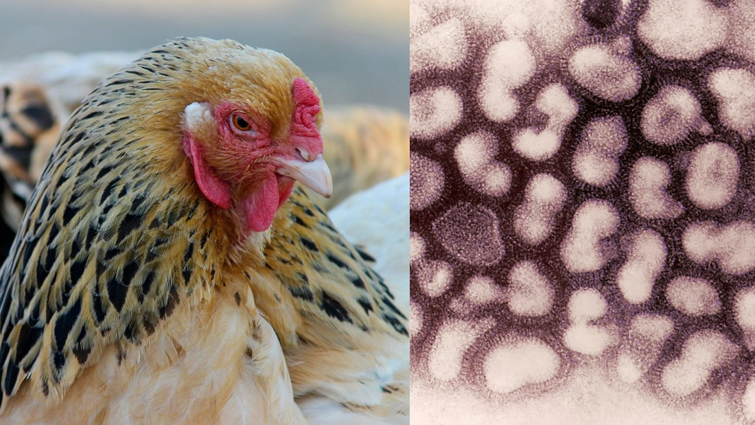 Brote de Gripe Aviar aparece en China en medio de la lucha contra el coronavirus