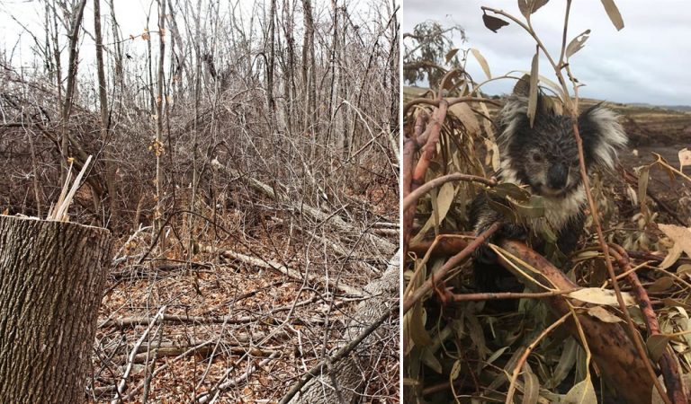 Cientos de koalas «masacrados» en plantaciones madereras en Australia Cientos de koalas «masacrados» en plantaciones madereras en Australia