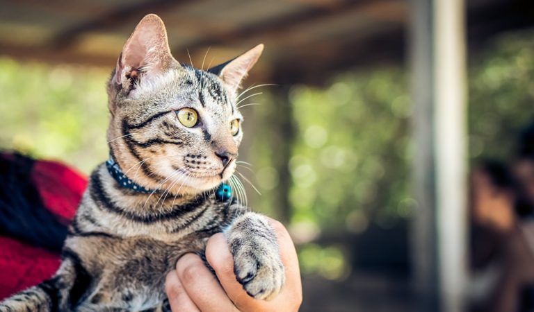 Hoy es el Día Internacional del Gato: ¿por qué celebramos esta fecha a los mininos? Hoy es el Día Internacional del Gato: ¿por qué celebramos esta fecha a los mininos?