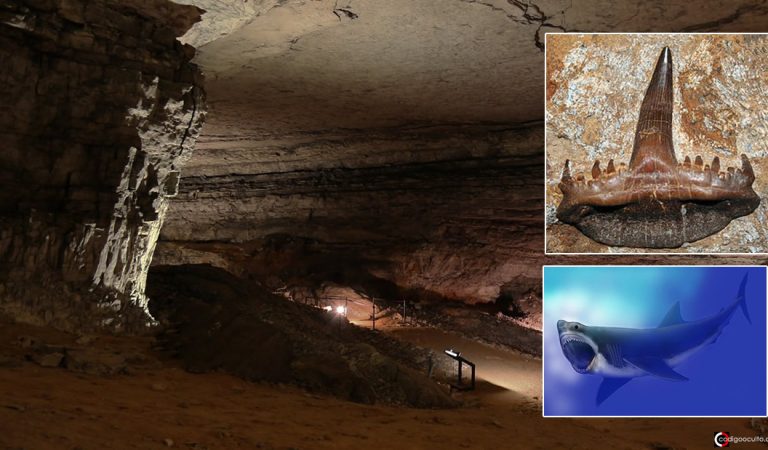 Enorme cráneo de tiburón de 300 millones de años es hallado dentro de una cueva subterránea Enorme cráneo de tiburón de 300 millones de años es hallado dentro de una cueva subterránea