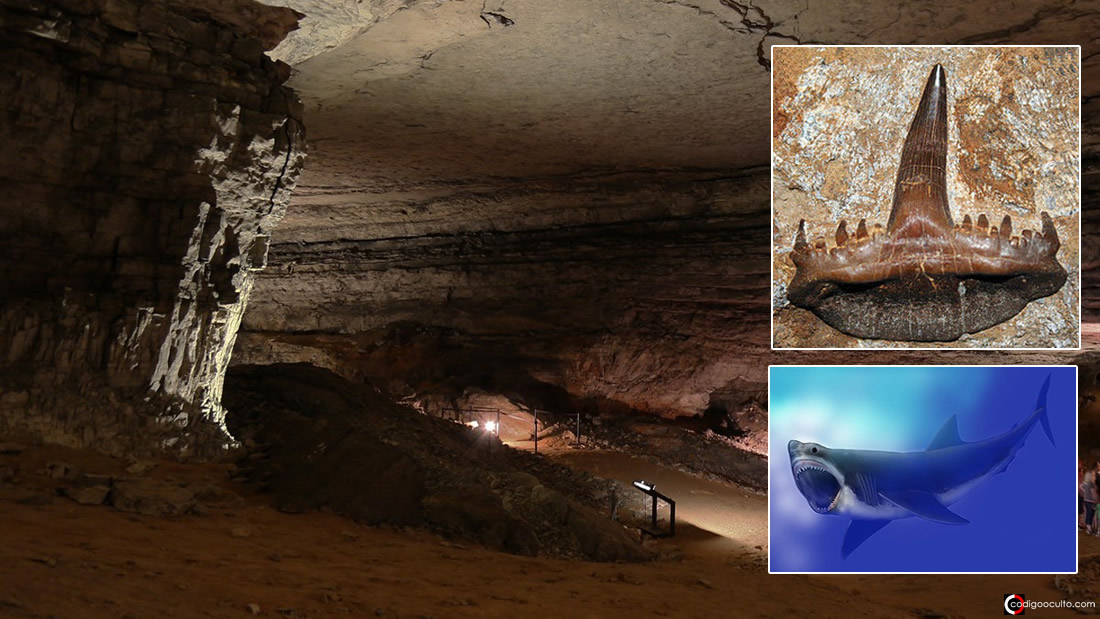 Enorme cráneo de tiburón de 300 millones de años es hallado dentro de una cueva subterránea