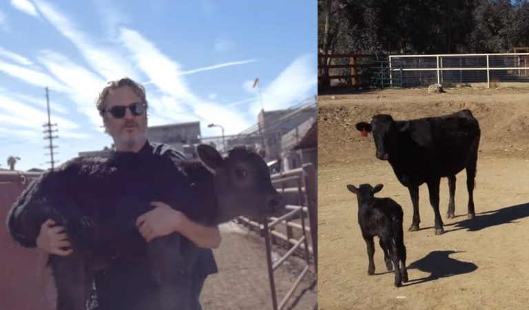 Joaquín Phoenix salva de una «horrible muerte» a una vaca y a su cría apenas nacida Joaquín Phoenix salva de una «horrible muerte» a una vaca y a su cría apenas nacida