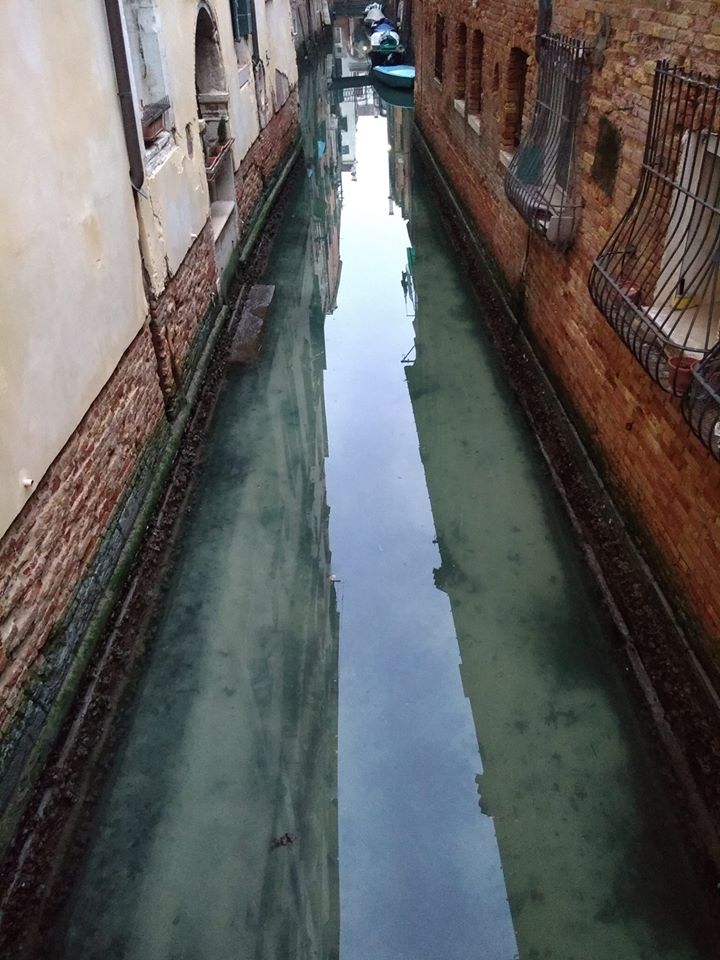 Cisnes y cientos de peces vuelven a los canales de Venecia luego de la cuarentena en Italia