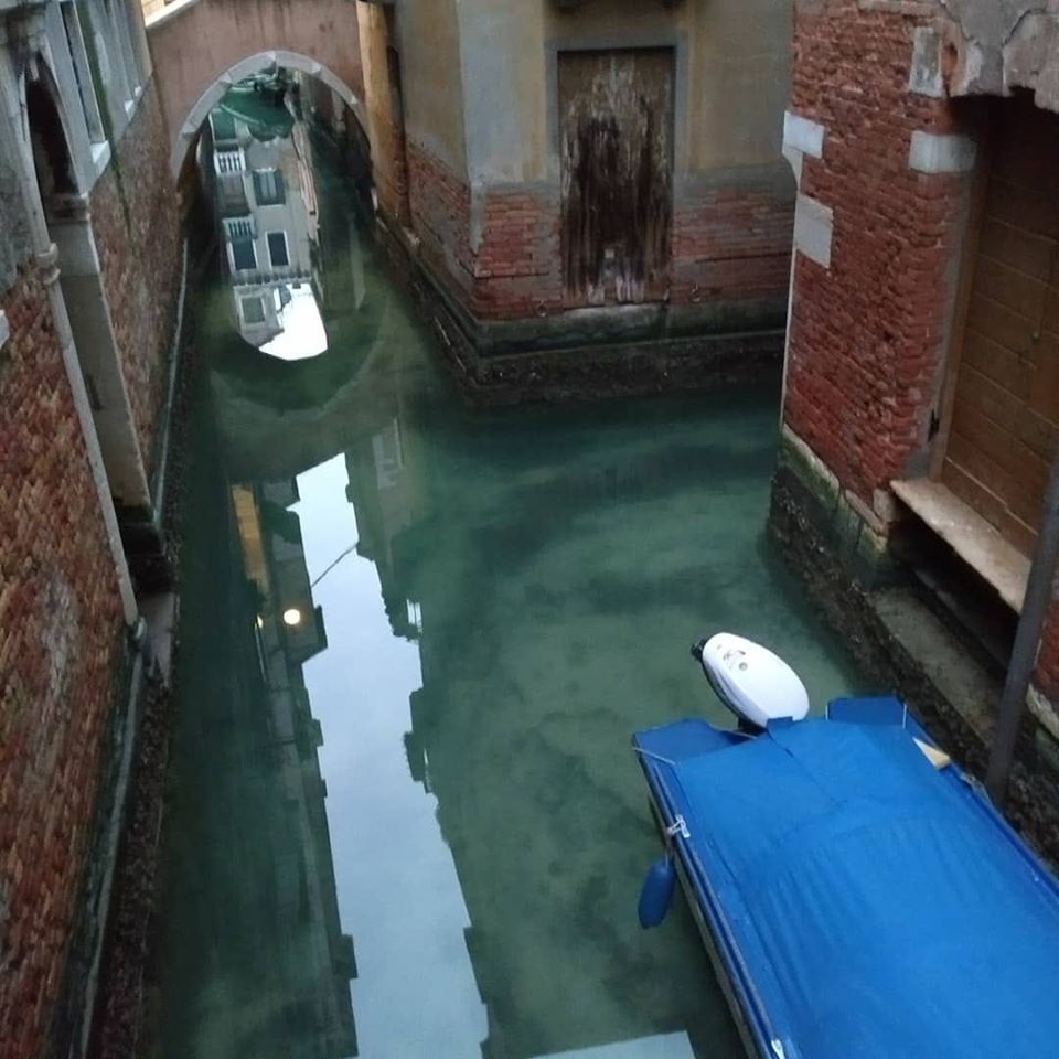 Cisnes y cientos de peces vuelven a los canales de Venecia luego de la cuarentena en Italia