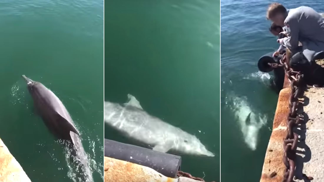 Delfines regresan a las costas de Cerdeña luego de la cuarentena en Italia