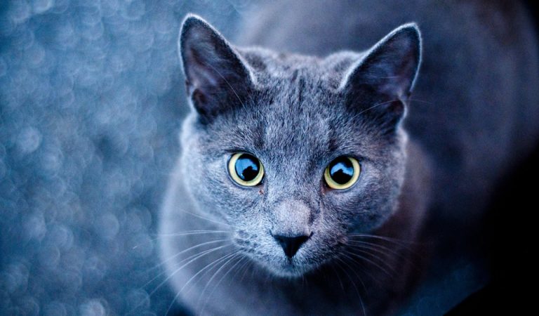 Los gatos tienen un efecto sanador en el ser humano (Vídeo) Los gatos tienen un efecto sanador en el ser humano (Vídeo)