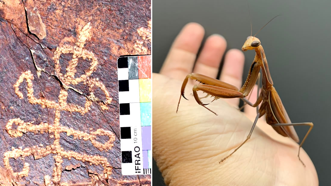 ¿Insectoide? Hallan petroglifo de una criatura «mitad humano y mitad mantis» en Irán