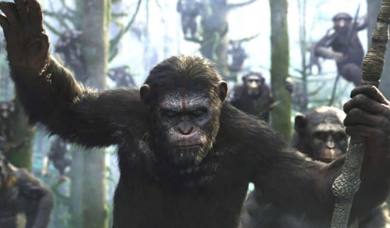 ¿Qué especies dominarían la Tierra si los humanos se extinguen? ¿Qué especies dominarían la Tierra si los humanos se extinguen?