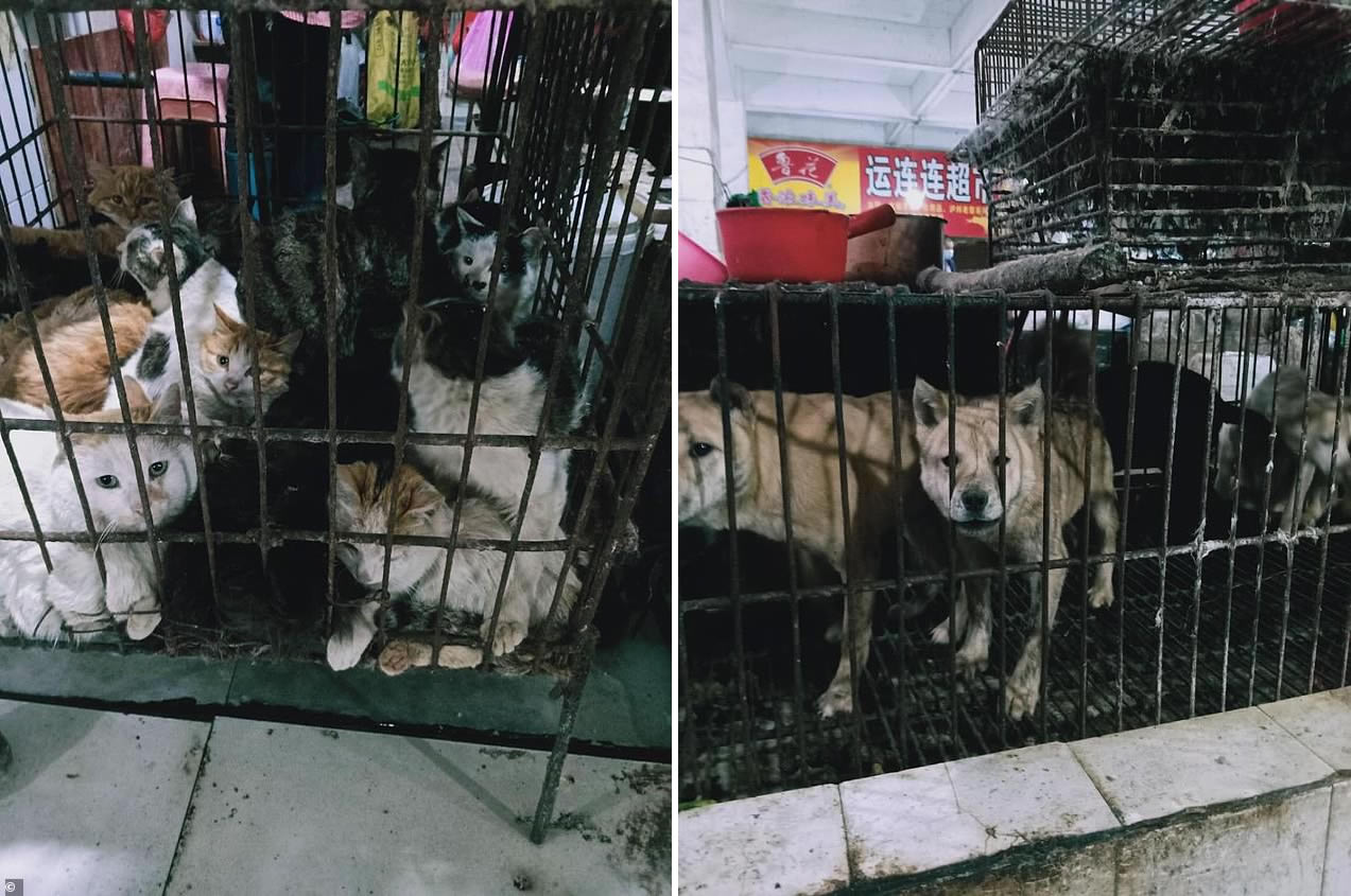 Mercados de China vuelven a vender perros, gatos, pangolín, murciélagos y más... A pesar de todo lo que pasó