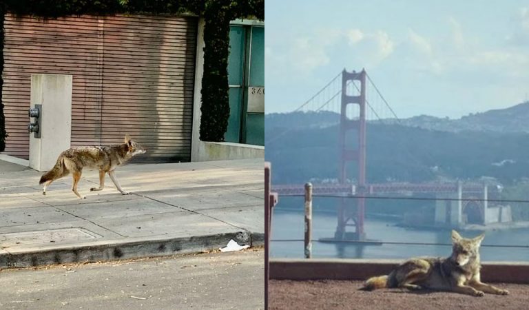 Coyotes deambulan por las calles de San Francisco durante la cuarentena Coyotes deambulan por las calles de San Francisco durante la cuarentena